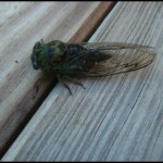 Lucas liked checking out the birds from the deck, as well as the bugs.  This cicada was about half Lucas's size but thankfully left him alone.